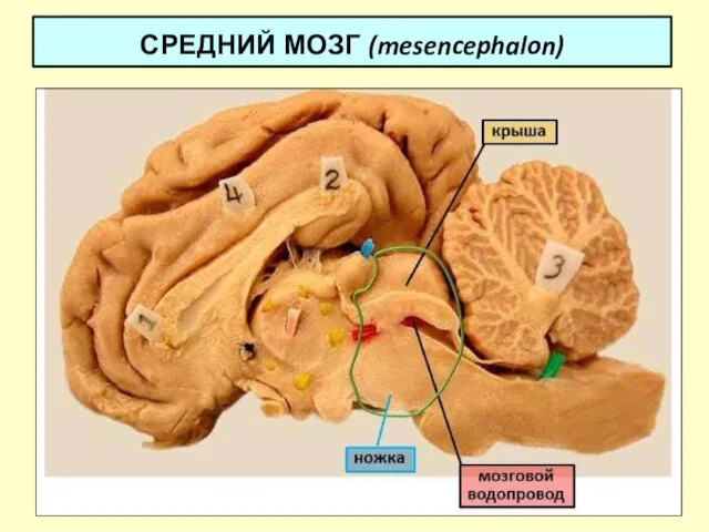 СРЕДНИЙ МОЗГ (mesencephalon)