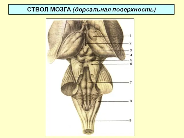 СТВОЛ МОЗГА (дорсальная поверхность)