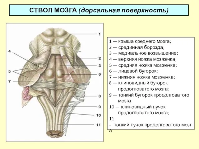 СТВОЛ МОЗГА (дорсальная поверхность) 1 — крыша среднего мозга; 2 —