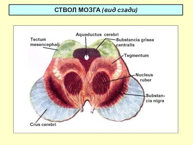 СТВОЛ МОЗГА (вид сзади)