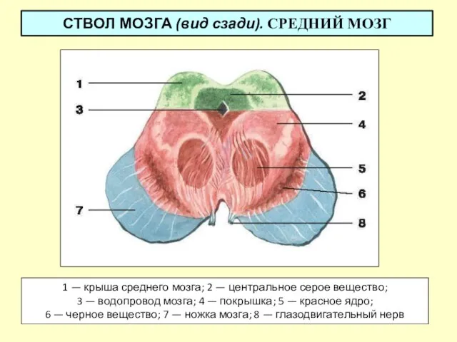 СТВОЛ МОЗГА (вид сзади). СРЕДНИЙ МОЗГ 1 — крыша среднего мозга;