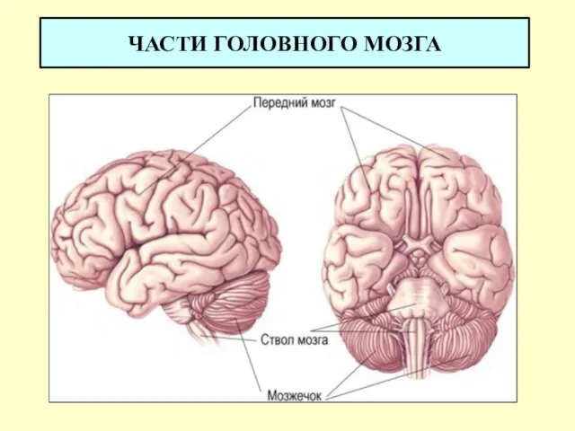 ЧАСТИ ГОЛОВНОГО МОЗГА