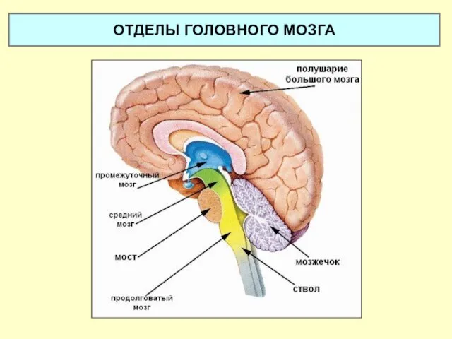 ОТДЕЛЫ ГОЛОВНОГО МОЗГА