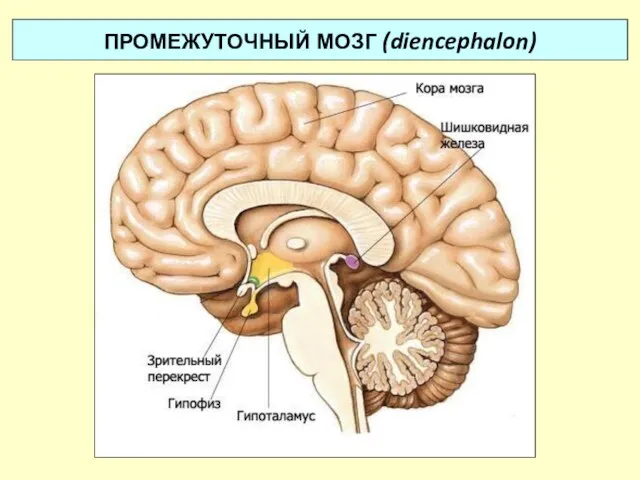 ПРОМЕЖУТОЧНЫЙ МОЗГ (diencephalon)