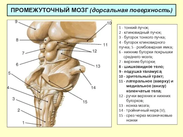 ПРОМЕЖУТОЧНЫЙ МОЗГ (дорсальная поверхность) 1 - тонкий пучок; 2 - клиновидный