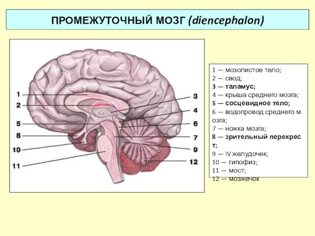 ПРОМЕЖУТОЧНЫЙ МОЗГ (diencephalon) 1 — мозолистое тело; 2 — свод; 3