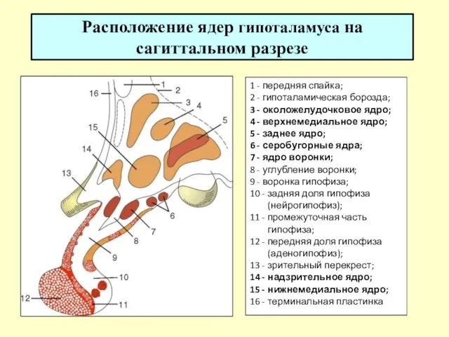 Расположение ядер гипоталамуса на сагиттальном разрезе 1 - передняя спайка; 2