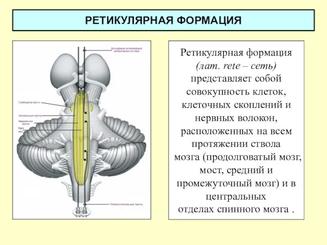 РЕТИКУЛЯРНАЯ ФОРМАЦИЯ Ретикулярная формация (лат. rete – сеть) представляет собой совокупность