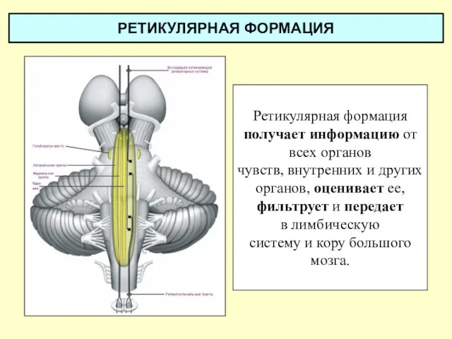 РЕТИКУЛЯРНАЯ ФОРМАЦИЯ Ретикулярная формация получает информацию от всех органов чувств, внутренних