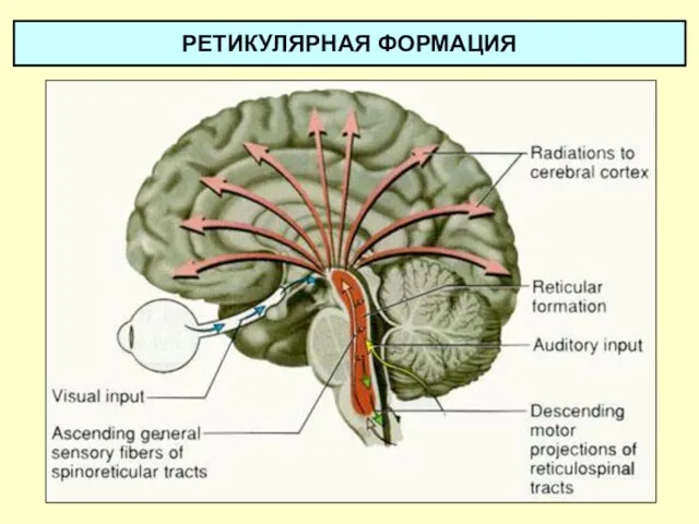 РЕТИКУЛЯРНАЯ ФОРМАЦИЯ