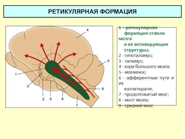 РЕТИКУЛЯРНАЯ ФОРМАЦИЯ 1 – ретикулярная формация ствола мозга и ее активирующие