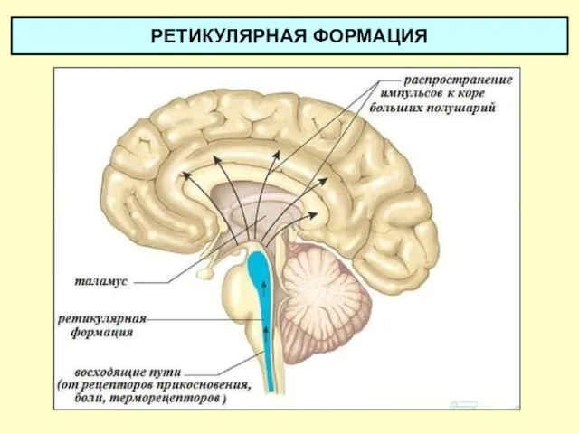 РЕТИКУЛЯРНАЯ ФОРМАЦИЯ