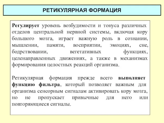 РЕТИКУЛЯРНАЯ ФОРМАЦИЯ Регулирует уровень возбудимости и тонуса различных отделов центральной нервной