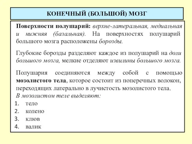 КОНЕЧНЫЙ (БОЛЬШОЙ) МОЗГ Поверхности полушарий: верхне-латеральная, медиальная и нижняя (базальная). На