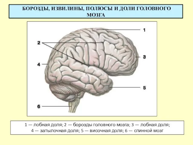 БОРОЗДЫ, ИЗВИЛИНЫ, ПОЛЮСЫ И ДОЛИ ГОЛОВНОГО МОЗГА 1 — лобная доля;