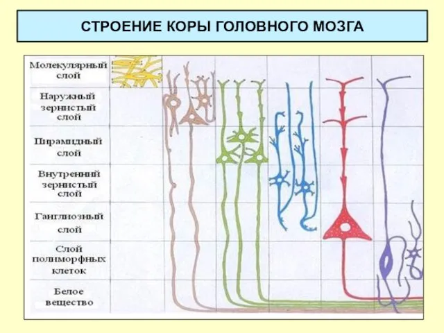 СТРОЕНИЕ КОРЫ ГОЛОВНОГО МОЗГА