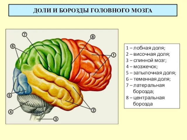 1 – лобная доля; 2 – височная доля; 3 – спинной