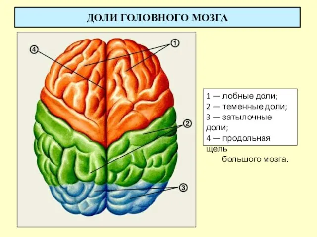 ДОЛИ ГОЛОВНОГО МОЗГА 1 — лобные доли; 2 — теменные доли;