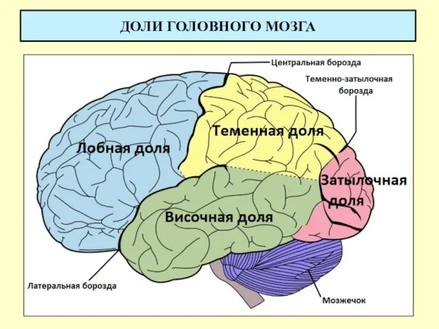 ДОЛИ ГОЛОВНОГО МОЗГА