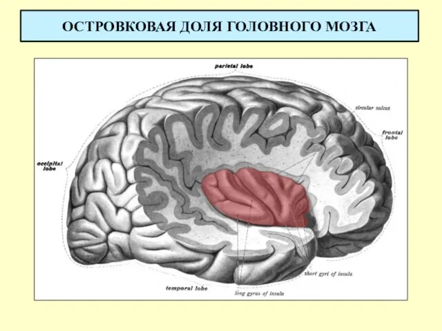 ОСТРОВКОВАЯ ДОЛЯ ГОЛОВНОГО МОЗГА