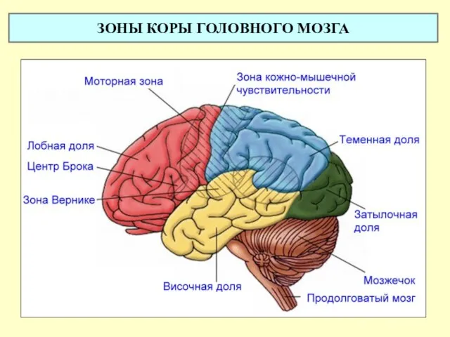 ЗОНЫ КОРЫ ГОЛОВНОГО МОЗГА