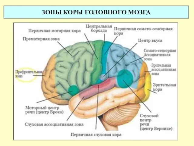 ЗОНЫ КОРЫ ГОЛОВНОГО МОЗГА