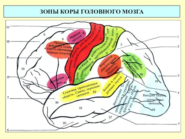 ЗОНЫ КОРЫ ГОЛОВНОГО МОЗГА