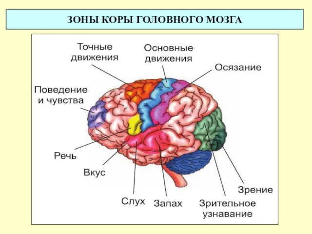 ЗОНЫ КОРЫ ГОЛОВНОГО МОЗГА