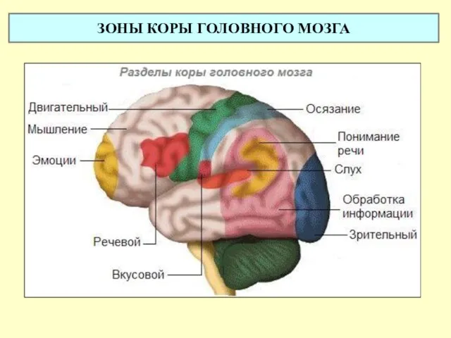 ЗОНЫ КОРЫ ГОЛОВНОГО МОЗГА