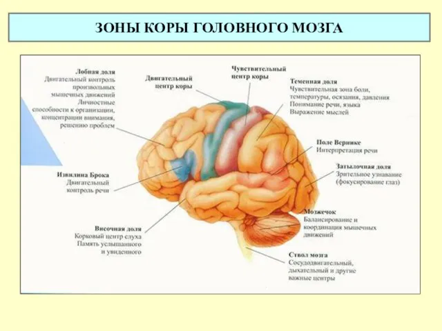 ЗОНЫ КОРЫ ГОЛОВНОГО МОЗГА