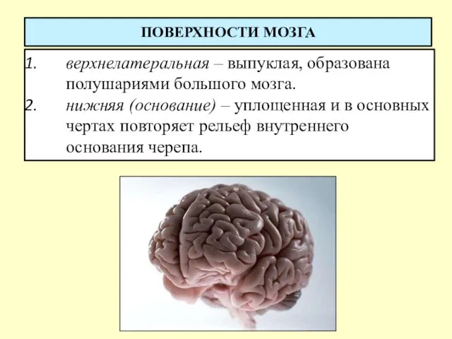 ПОВЕРХНОСТИ МОЗГА верхнелатеральная – выпуклая, образована полушариями большого мозга. нижняя (основание)