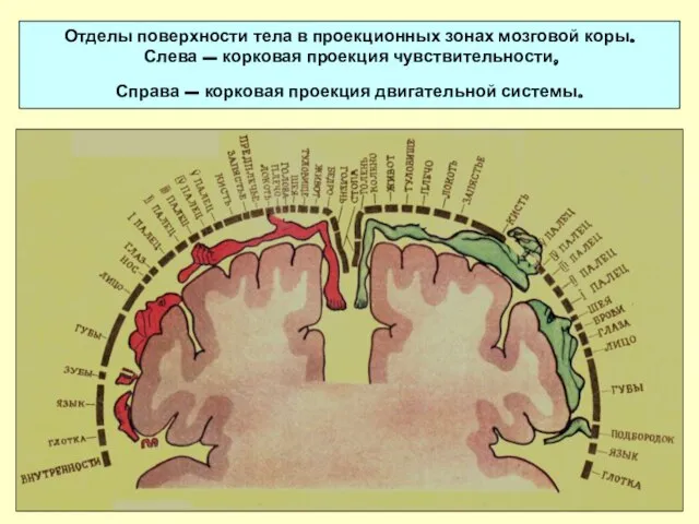 Отделы поверхности тела в проекционных зонах мозговой коры. Слева – корковая