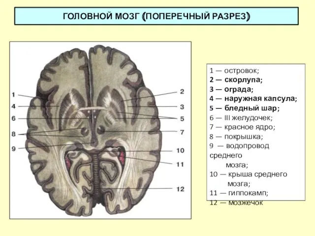 ГОЛОВНОЙ МОЗГ (ПОПЕРЕЧНЫЙ РАЗРЕЗ) 1 — островок; 2 — скорлупа; 3