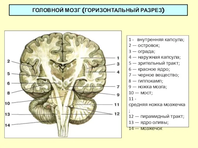 ГОЛОВНОЙ МОЗГ (ГОРИЗОНТАЛЬНЫЙ РАЗРЕЗ) 1 - внутренняя капсула; 2 — островок;