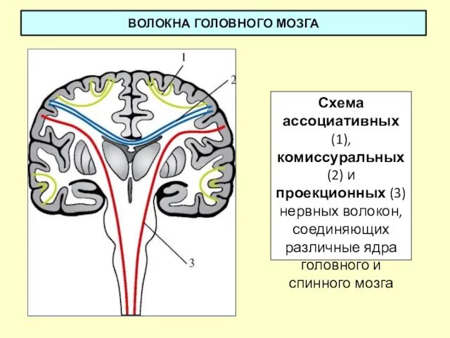 ВОЛОКНА ГОЛОВНОГО МОЗГА Схема ассоциативных (1), комиссуральных (2) и проекционных (3)