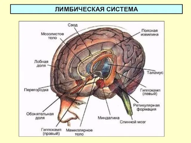 ЛИМБИЧЕСКАЯ СИСТЕМА