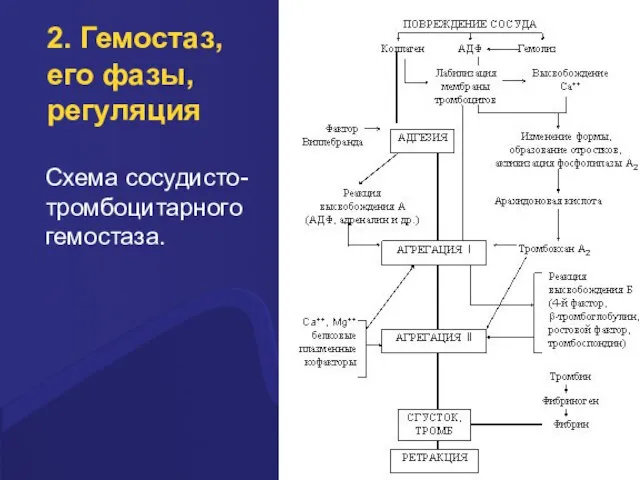 2. Гемостаз, его фазы, регуляция Схема сосудисто-тромбоцитарного гемостаза.