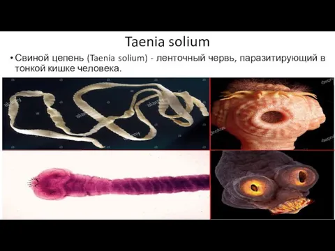 Taenia solium Свиной цепень (Taenia solium) - ленточный червь, паразитирующий в тонкой кишке человека.