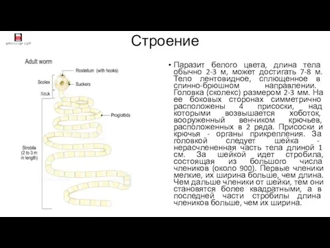 Строение Паразит белого цвета, длина тела обычно 2-3 м, может достигать