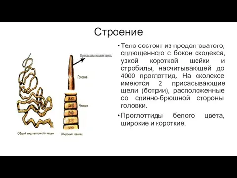 Строение Тело состоит из продолговатого, сплющенного с боков сколекса, узкой короткой