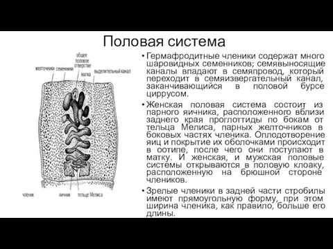 Половая система Гермафродитные членики содержат много шаровидных семенников; семявыносящие каналы впадают