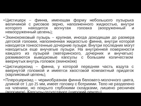 Цистицерк – финна, имеющая форму небольшого пузырька величиной с рисовое зерно,