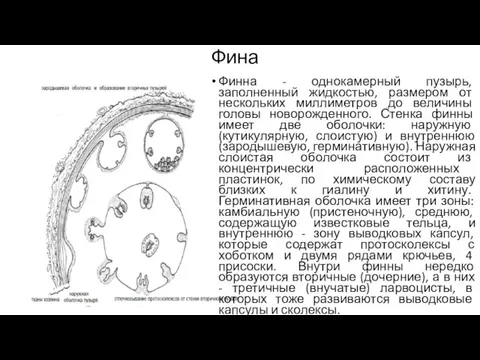 Фина Финна - однокамерный пузырь, заполненный жидкостью, размером от нескольких миллиметров