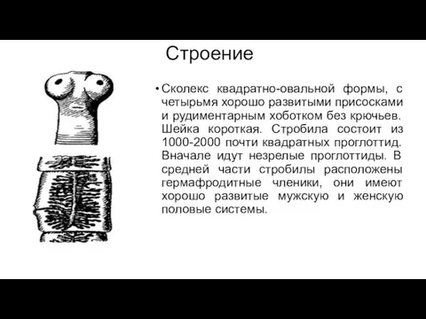 Строение Сколекс квадратно-овальной формы, с четырьмя хорошо развитыми присосками и рудиментарным