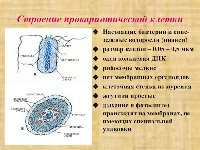 Строение прокариотической клетки Настоящие бактерии и сине-зеленые водоросли (цианеи) размер клеток