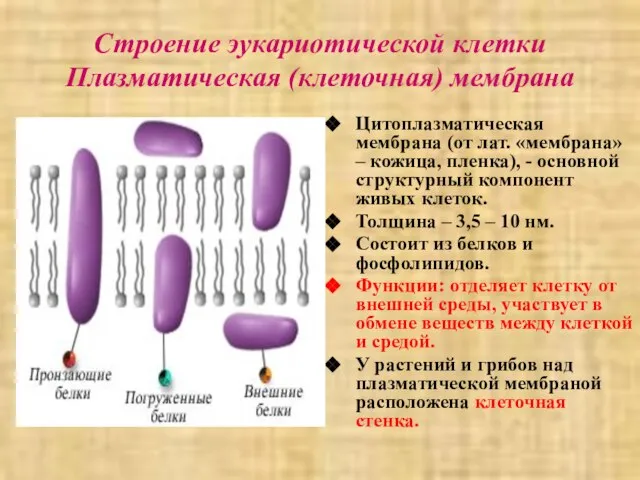 Строение эукариотической клетки Плазматическая (клеточная) мембрана Цитоплазматическая мембрана (от лат. «мембрана»