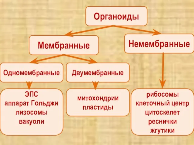 Органоиды Мембранные Немембранные Одномембранные Двумембранные ЭПС аппарат Гольджи лизосомы вакуоли митохондрии