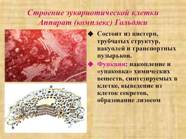 Строение эукариотической клетки Аппарат (комплекс) Гольджи Состоит из цистерн, трубчатых структур,