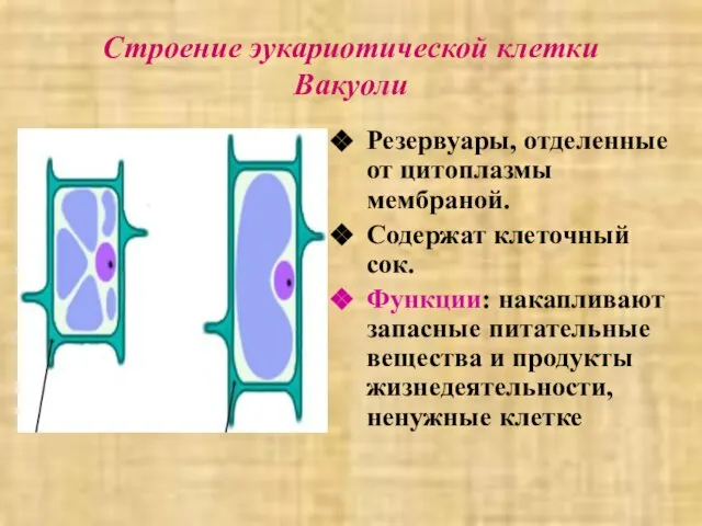 Строение эукариотической клетки Вакуоли Резервуары, отделенные от цитоплазмы мембраной. Содержат клеточный