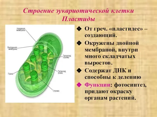 Строение эукариотической клетки Пластиды От греч. «пластидес» – создающий. Окружены двойной